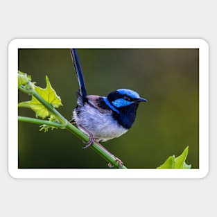 Australian Superb Fairy-Wren Sticker